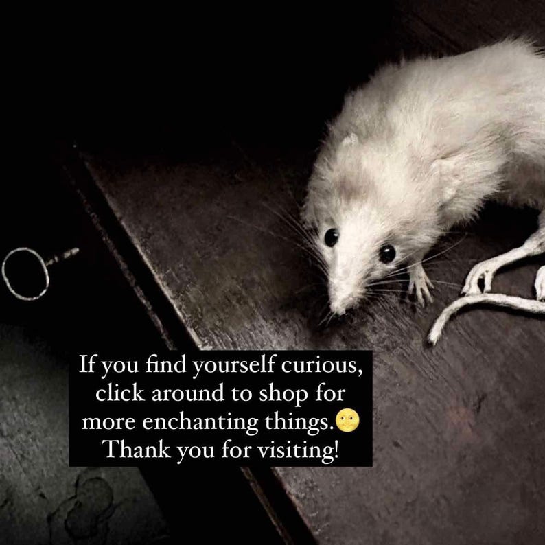 May include: A white rat with dark eyes and whiskers peers down from a dark wooden surface. The image includes the text: "If you find yourself curious, click around to shop for more enchanting things. Thank you for visiting!"