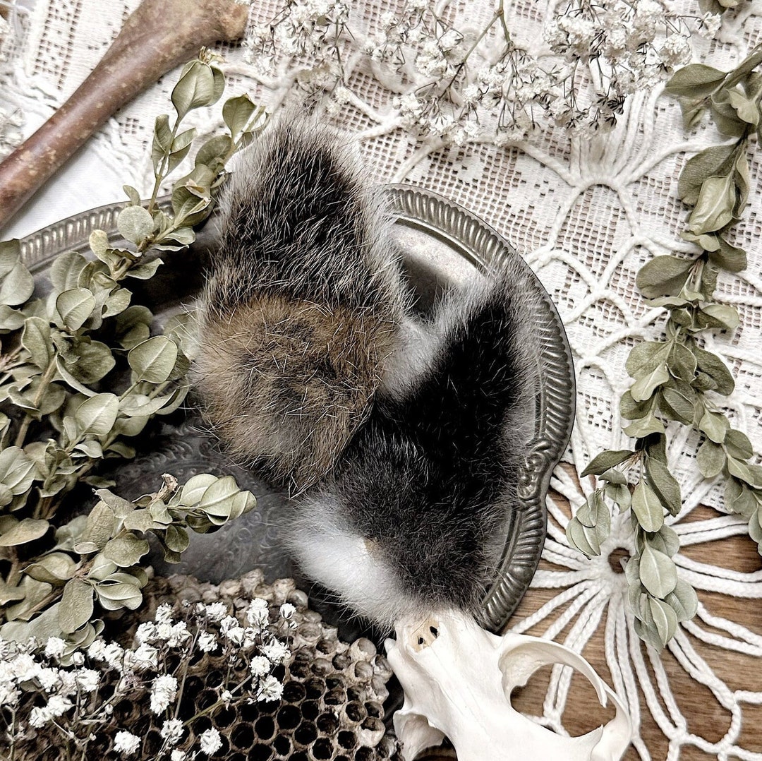 One Speckled Rabbit Tail – No. 06, Rabbit Taxidermy, Rabbit Decor ...