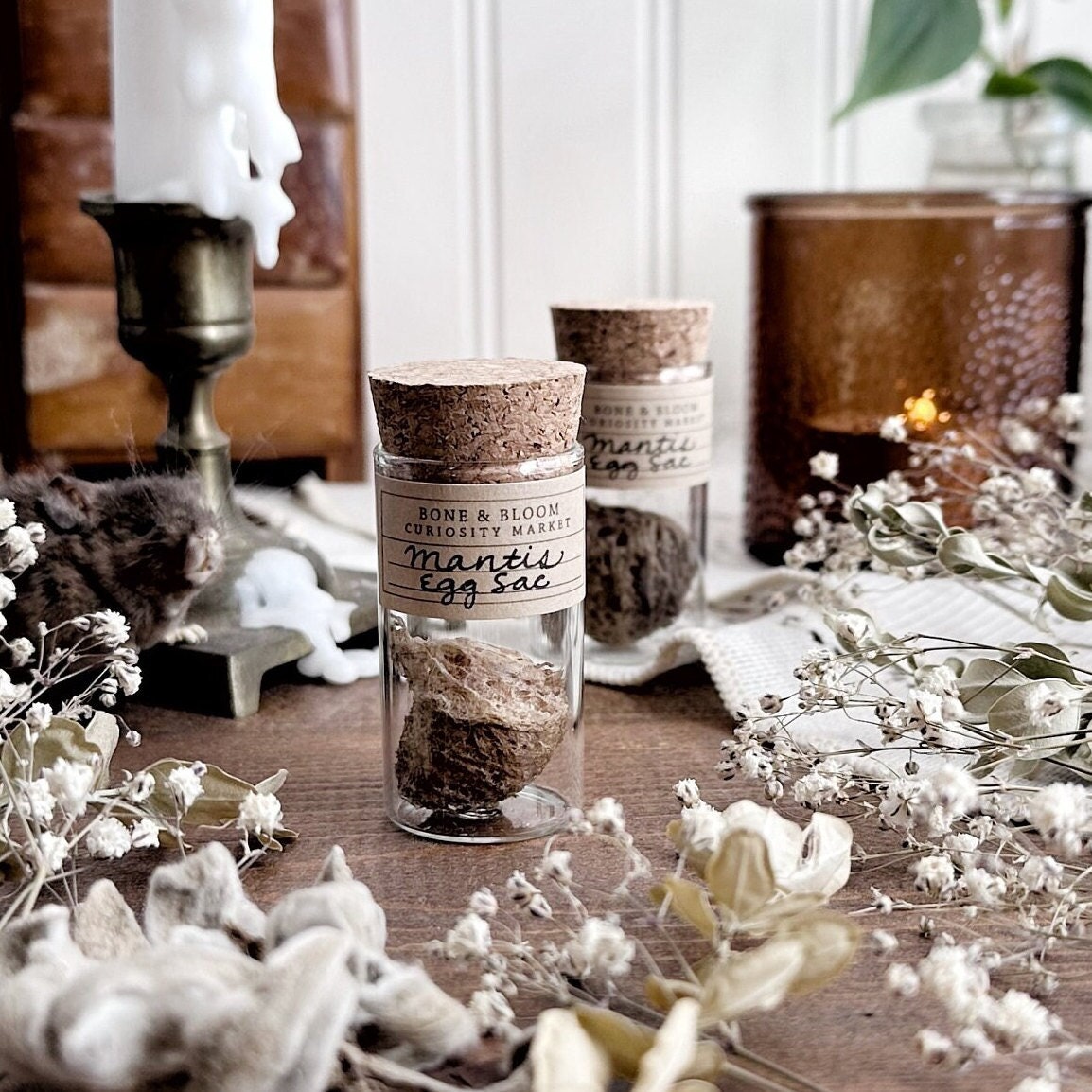 Real Mantis Egg Sac in Glass Vial – No. 05, Non-Living, Natural History, Curiosity, Oddity, Entomology, Altar Decor, Unique Gift Idea