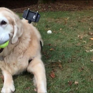 READYACTION Dog Mount for iPhone and Galaxy Android or any Smartphone image 4