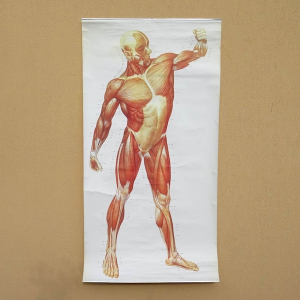 Vintage Pull Down Anatomical Chart MUSCULAR SYSTEM, Educational School Wall Chart, Anatomy Roll Down Poster