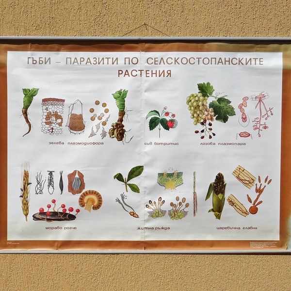 Vintage Pull Down Botanical School Wall Map of Parasitic Fungi, Bulgarian School Wall Pull Down Cart, Educational School Pull Down Map