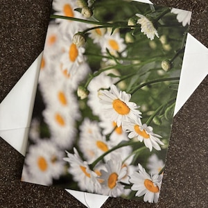 Blank Note Card, Field of Daisies