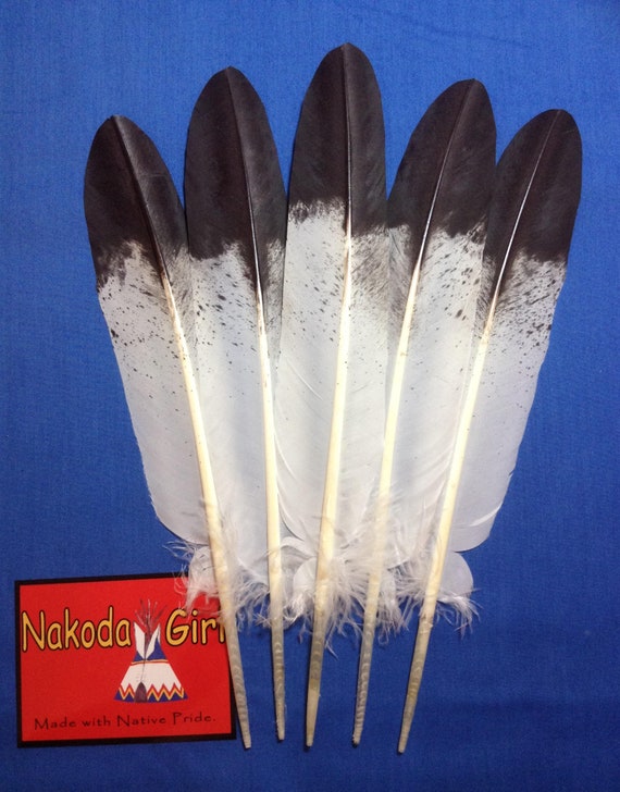 Native American Regalia Nakoda Made Replica Young Golden Eagle 5 Feather Fan Set