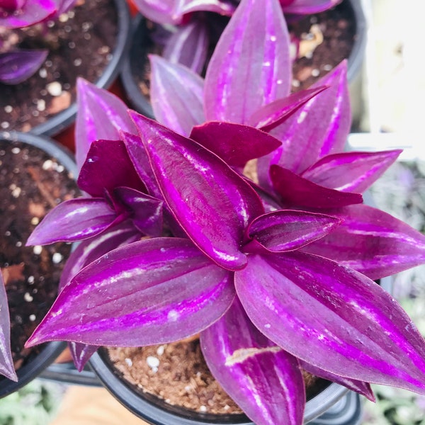 Rare Wandering Jew CUTTINGS Easy Grow Plant fast shipping