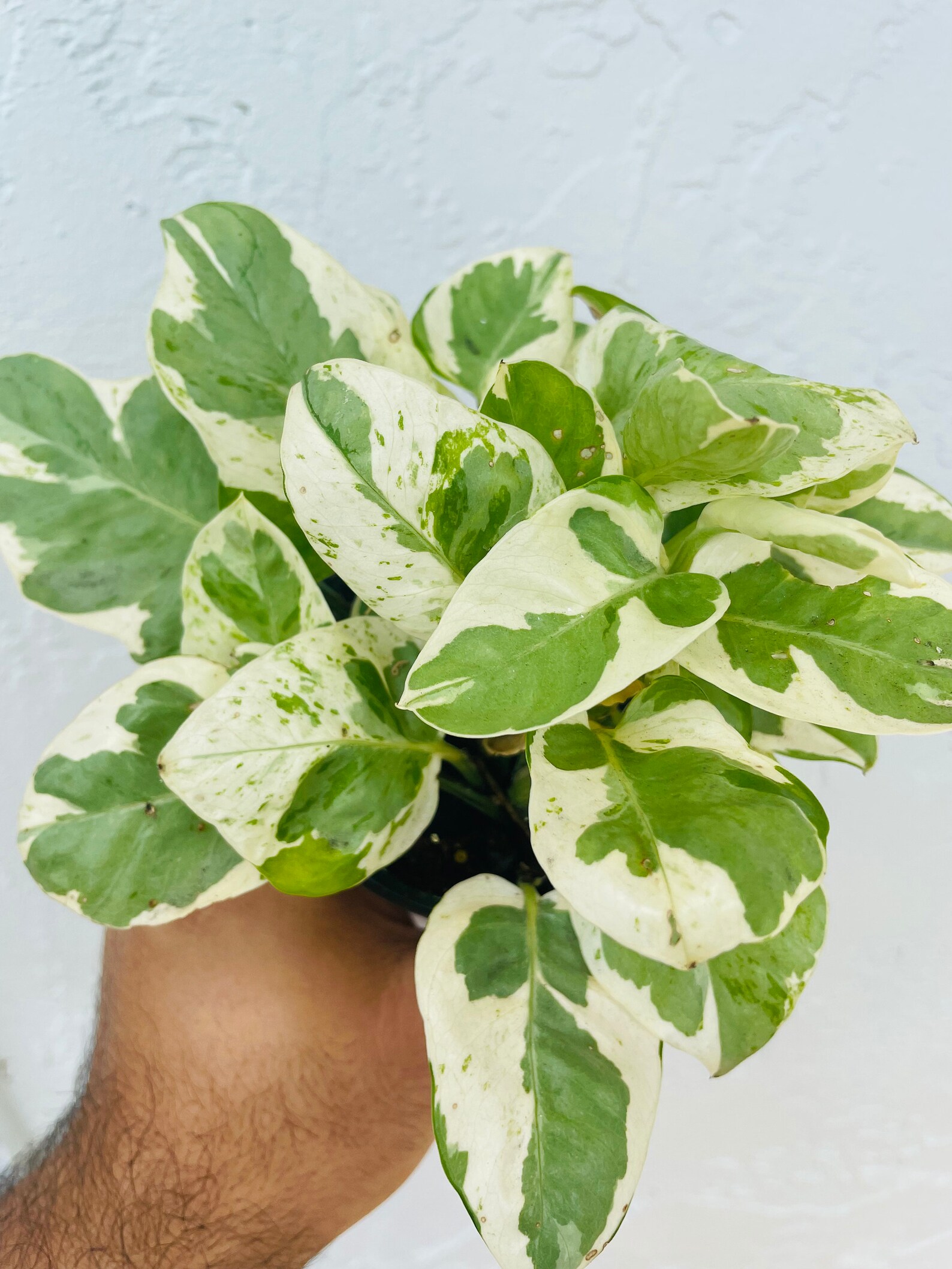 Pearl jade Pothos planted in 4in pot Etsy