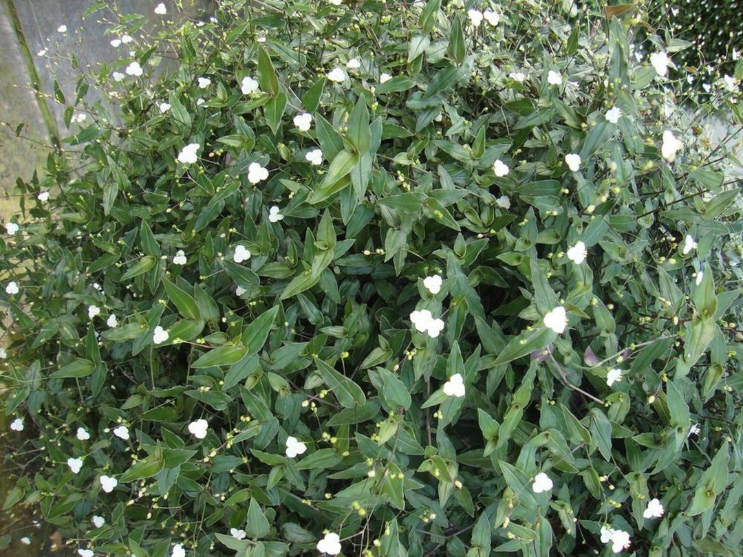 10 Rare Wandering Jew Tahitian Bridal Veil Plant CUTTINGS Etsy