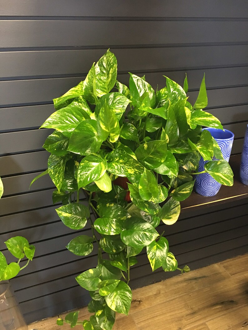 Rare Cebu Blue Pothos Vine Plant Rooted in Soil Exotic Plants Etsy Canada