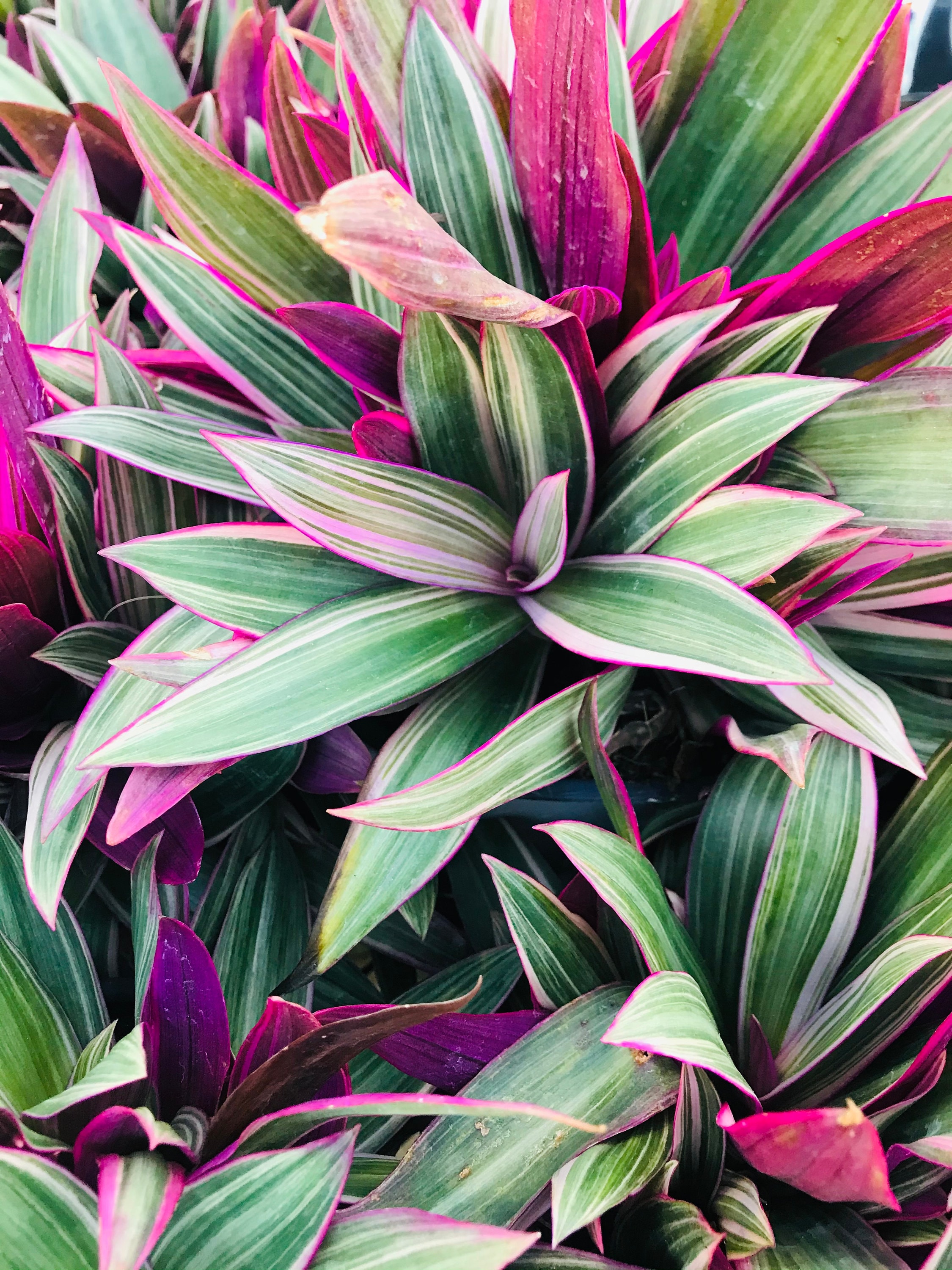 1 Pink Tradescantia Spathacea Dwarf Oyster Plant Moses in