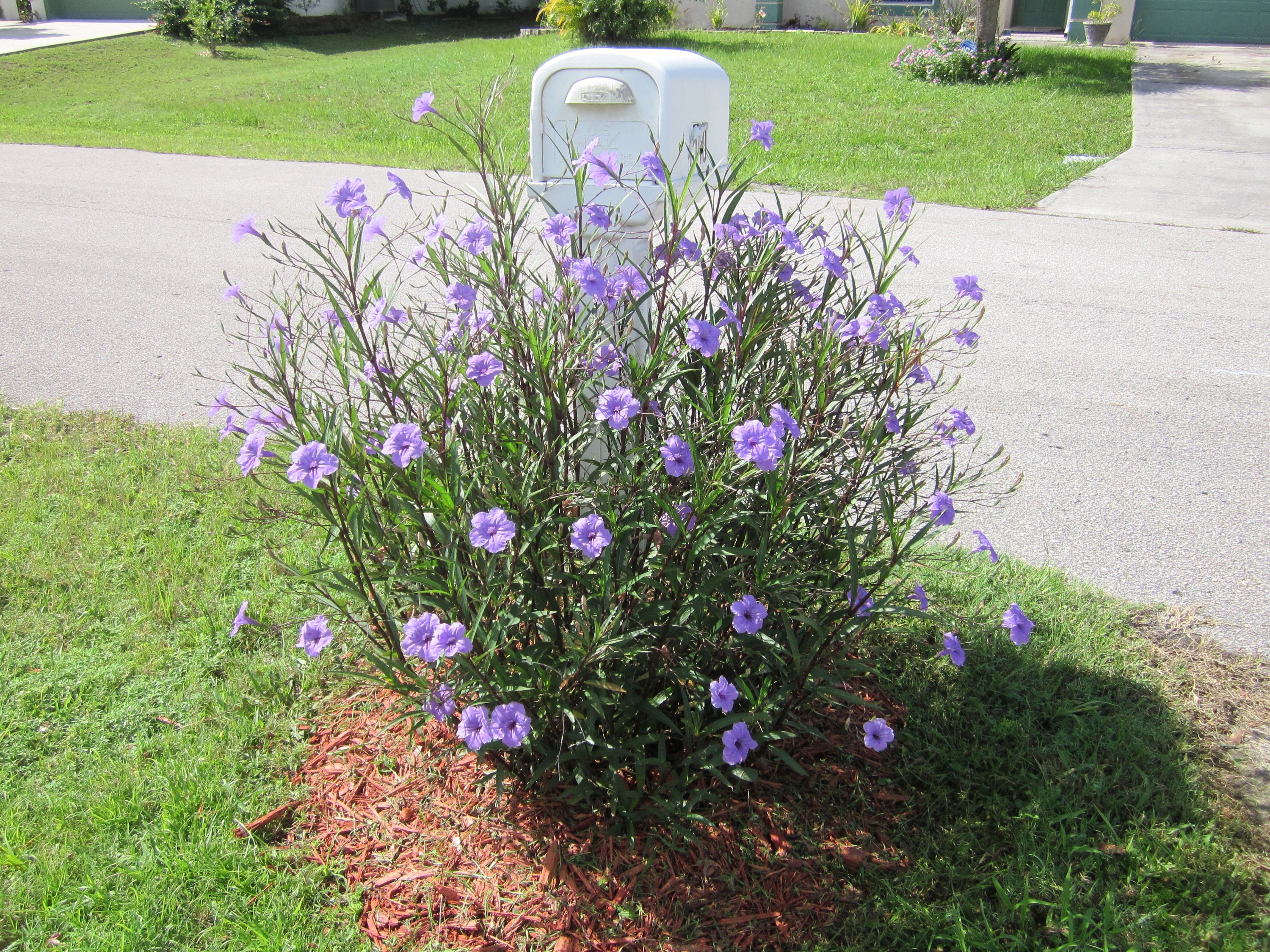 1 Mexican petunia plant in 4 pot Purple flower fast Etsy
