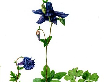 Vintage Original Flower Engraving,  Floral Print, Printed in Germany, flower print, Blue Columbine