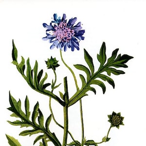 Vintage Original Flower Engraving,  Floral Print, German artist, flower print, Scabieuse Des Champs