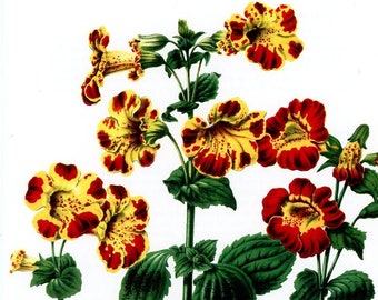 Vintage Original Flower Engraving,  Floral Print, Printed in Germany, flower print, yellow red carnation