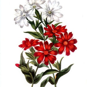 Vintage Lychnis Flower Print, Original 1958 German Engraving