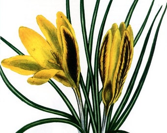 Vintage Original Flower Engraving,  Floral Print, Printed in Germany, flower print, Yellow Crocus