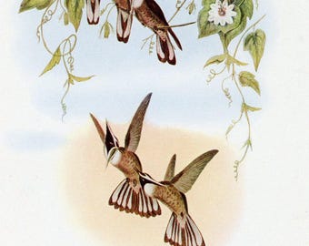 Original Vintage Vogel Postkarte Schopfkolibri Unbenutzt