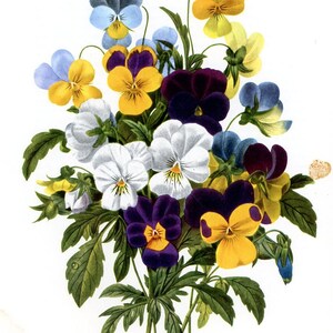 Vintage Original Flower Engraving,  Floral Print, Printed in Germany, flower print, Pansy Flower