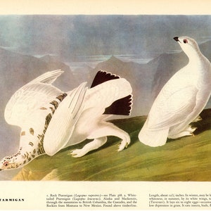 Antique Color Lithograph,  Audubon Bird Print, Woodpeckers, Rare White Ptarmigan original antique print, antique color plate