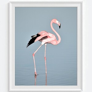May include: A framed print featuring a flamingo standing in water. The flamingo has pink plumage, black wing feathers, and a curved neck. The background is a soft blue, and the print is in a white frame.