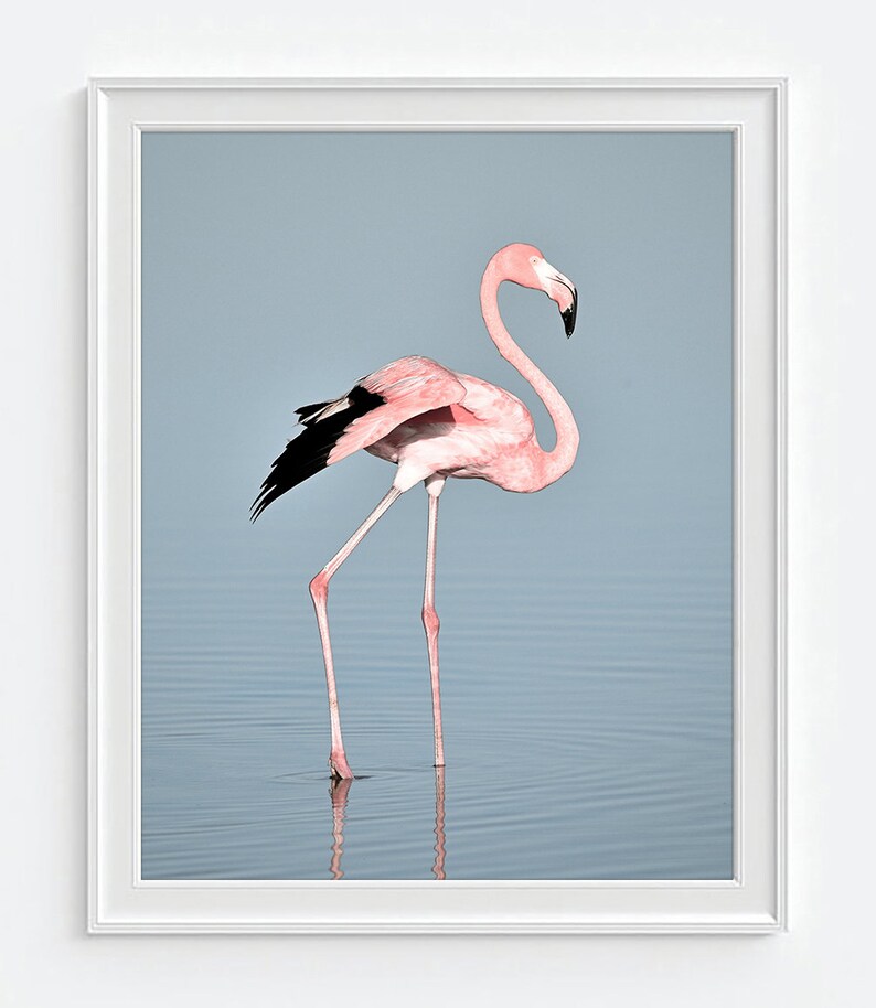 May include: A framed print featuring a flamingo standing in water. The flamingo has pink plumage, black wing feathers, and a curved neck. The background is a soft blue, and the print is in a white frame.