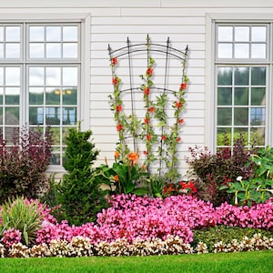 May include: A garden scene featuring a black metal trellis with climbing plants and vibrant red flowers against a white wall. The foreground showcases a lush flower bed with pink and white blooms, complemented by green foliage and a neatly trimmed lawn.