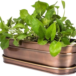 May include: A copper-colored planter with a brass trim, filled with a green leafy plant. The planter is oval shaped and has a slightly distressed finish.