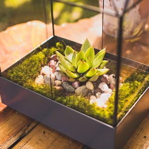 H Potter Glass Terrarium Container Indoor 18" Tall Planter Wardian Case Glasshouse Mother's Day Gift Idea - Wedding Gift or Card Box bild 9