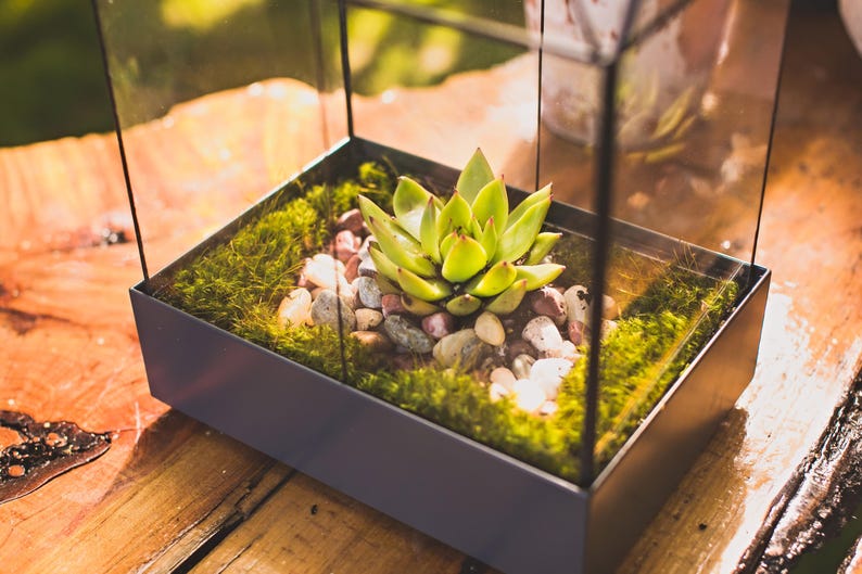 H Potter Glass Terrarium Container Indoor 18" Tall Planter Wardian Case Glasshouse Mother's Day Gift Idea - Wedding Gift or Card Box bild 9