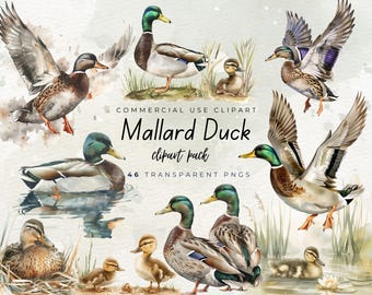 Watercolor Mallard Duck PNG, Boy Birthday Party Invitation, Clipart For Baby Shower Invite, Vintage Nursery Wall Art Decor, Digital Download