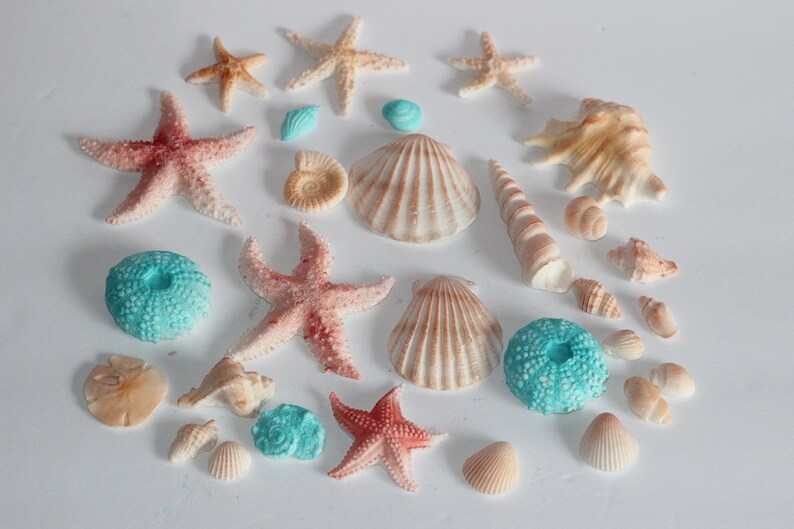 Fondnat LARGE Sea Shells Sea Stars Clams 3 2 - Etsy