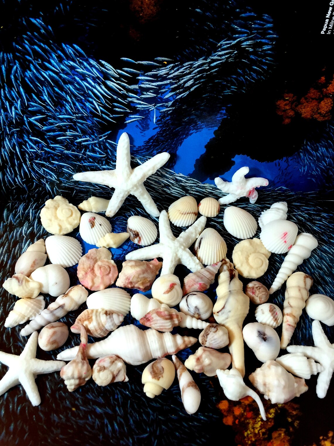 Fondant 30 Sea Shells Edible Sugar Cake Cupcake Topper Ocean Boho Beach ...