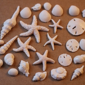 May include: A collection of white seashells and starfish, including sand dollars, arranged in a circle on a brown surface.