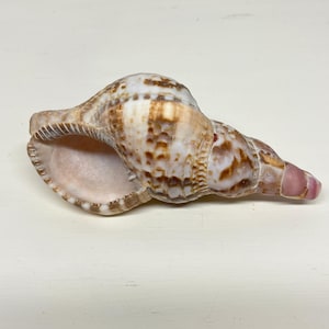 Caribbean Triton Trumpet Seashell Charonia Tritonis Shell