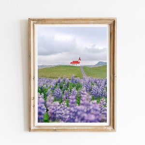 Lupine Field, Iceland, Ingjaldshóll Church, Iceland Photography, Snaefellsnes Peninsula, Fine Art Print, Flower Wall Art, Iceland Home Decor