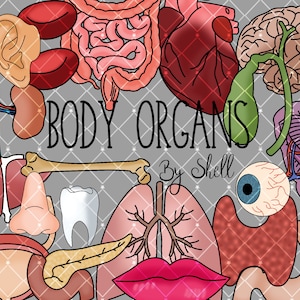 Body Organs Clipart- Instant Download - Heart - Lungs - Brain - Kidneys and Many More
