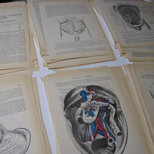 Vintage Grays Anatomy,Medical Book Pages,Medical Ephemera,25 Pages,Mixed Media,Collage Art,Circa 1970s
