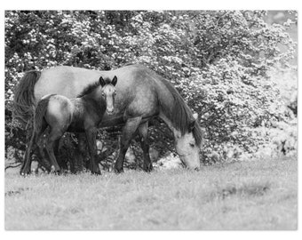 Horse poster print, framed or unframed, monochrome Connemara mare and foal, ideal gift for a horse lover! Beautiful equestrian decor present