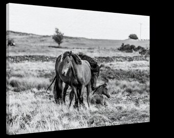 Horse canvas, horse picture, horse print, gift for horse lovers! Horse wall art, Connemara pony wall decor, large horse canvas, horse gift