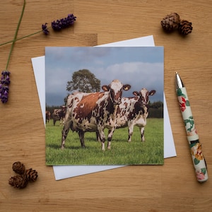 Greetings Card - She&#39;s Behind You, Ayrshire Cows, Dairy Cows