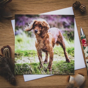 Greetings Card - Windswept Spaniel