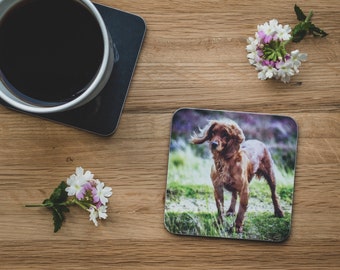 Coaster - Windswept Spaniel, Cocker Spaniel