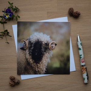 Wenskaart: krullen, schapen met zwarte neus uit Wallis