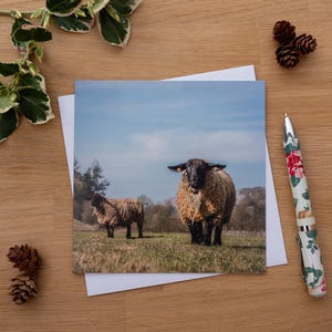 Cartão de felicitações - Suffolks ao sol, ovelhas de Suffolk, ovelhas pastando