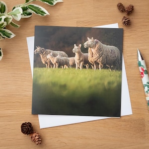Biglietto d'auguri - Golden Hour, Pecora Cheviot del Nord, Pecora e Agnello