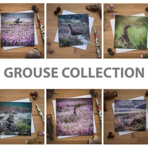 Conjunto de cartões de felicitações Grouse