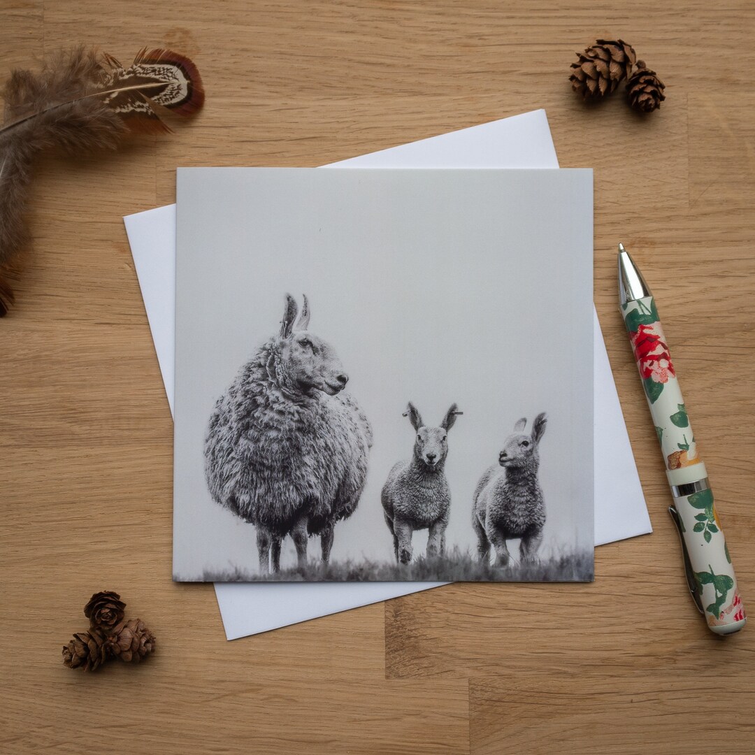 Greetings Card - Big Ears, Border Leicester Sheep, Ewe and Lambs - Etsy