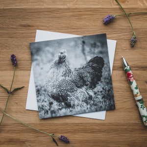 Carte de voeux - gloussement, poulet brahma