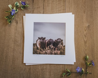 May include: A framed photograph of three black and white cows standing in a field. The cows are looking at the camera. The photo is printed on a white background and has a white mat.