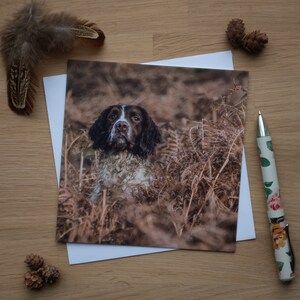 Biglietto di auguri - Spaniel in Bracken, Springer Spaniel