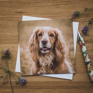 Grußkarte - Golden Gentleman, Cocker Spaniel